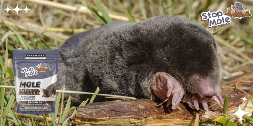 Hoe anti-mol toepassen in uw tuin?